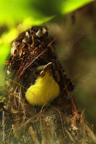 cute and juvenile purple rumped sunbird (leptocoma zeylonica) in the nest, summer season in tropical indian forest photo