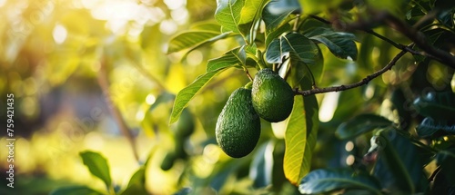 Fresh organic avocado ripe growing on branches with green leaves in sunny fruiting garden photo
