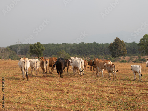 A herd of cows are walking across a field