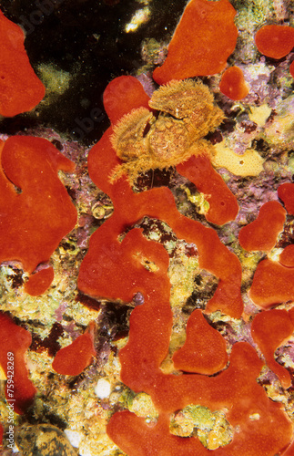 A Broad-clawed porcelain crab, Porcellana platycheles, hiding under a stone at low water, Capo Caccia, Alghero, Sardinia, Italy photo