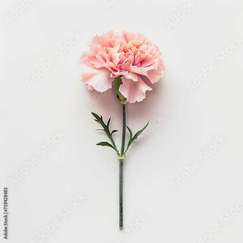 top view of pink carnation isolated on white background.