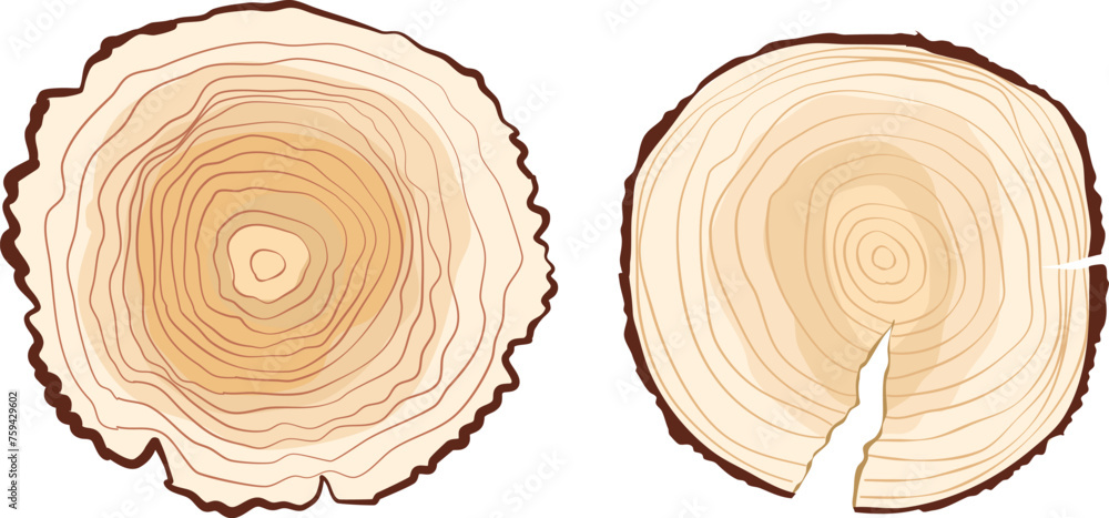 sliced tree trunk or wood texture - obrazy, fototapety, plakaty 