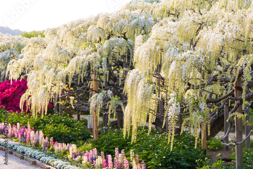 日本の風景・春　あしかがフラワーパーク　白藤
