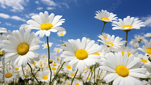Breathtaking Vistas of Summertime Blossoming Daisies in a Serene Meadow