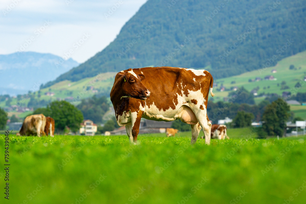 Cow in a green field by the water in Sweden. Cattle grazing in a field. Cows on green grass in a meadow, pasture. Cattle cows grazing on farmland. Brown cows grazing in grassy meadow.