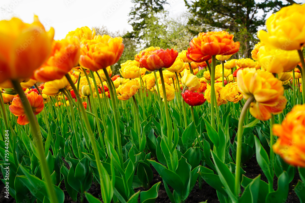 Bright Yellow Tulips closeup against a blurred background at the Ottawa Tulip Festival in Commissioners Park, Ottawa,Canada Bright Yellow Tulips closeup against a blurred background at the Ottawa Tulip Festival in Commissioners Park, Ottawa,Canada