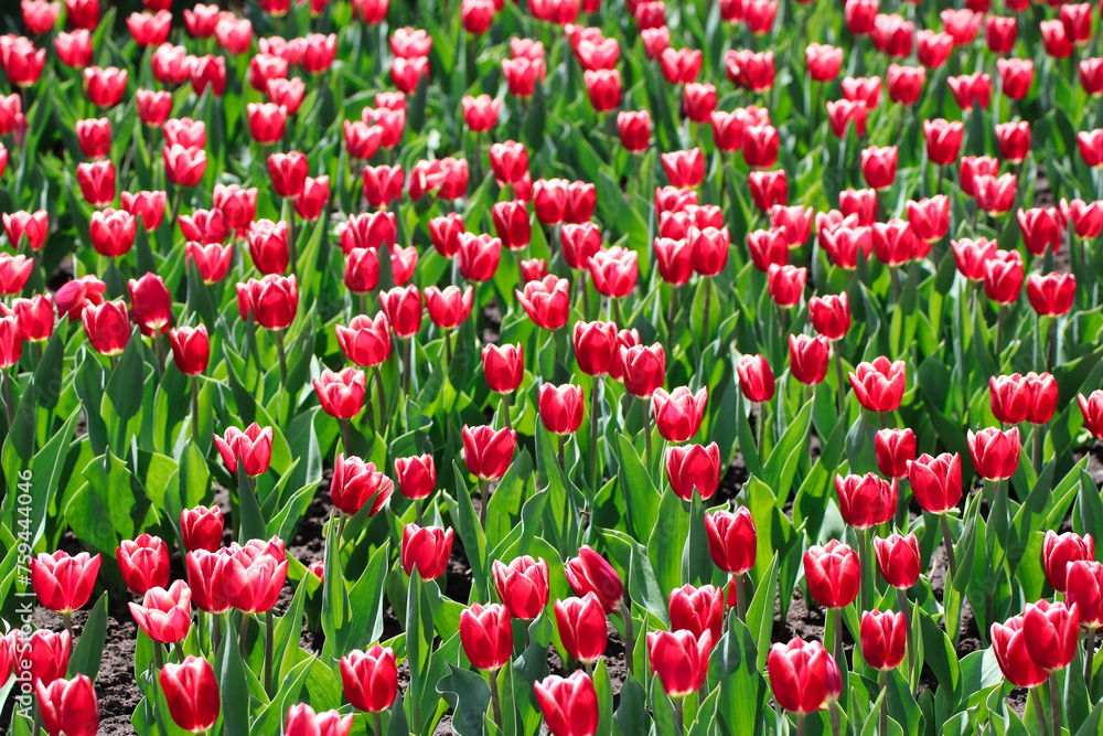 Beautiful Red Tulips with green leaves in Selective focus at the Ottawa Tulip Festival in Commissioners Park, Ottawa,Canada Beautiful Red Tulips with green leaves in Selective focus at the Ottawa Tulip Festival in Commissioners Park, Ottawa,Canada