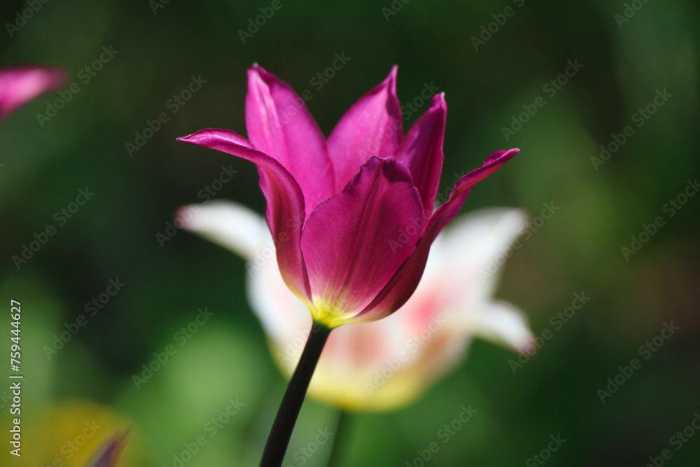 Beautiful Purple Tulip in soft focus with blurred background at the Ottawa Tulip Festival in Commissioners Park, Ottawa,Canada