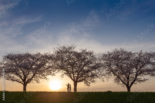 夕暮れの日没時、満開の桜の堤防を歩く二人のシルエット
