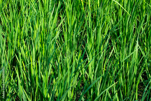 Close-up shot of paddy leaves in the rice field with green leaves