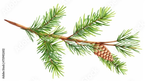 The branch of a fir tree. A twig, a cone, a conifer plant with green needles, isolated on white. Christmas holiday natural element. Flat modern illustration. photo