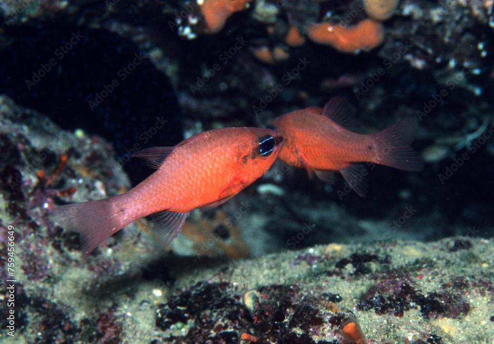 Naklejka premium Re di Triglie, Cardinal Fish, Meerbarbenkönig (Apogon imberbis). Alghero, Capo Caccia, Sardegna, Sardinia. Italy