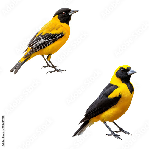 Birds PNG