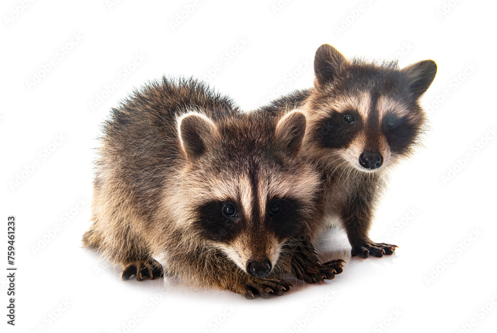 Obraz premium young raccoons in studio