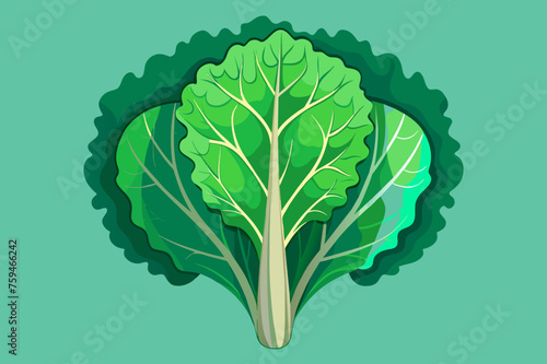 kale vegetable background