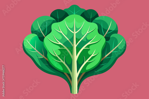 kale vegetable background