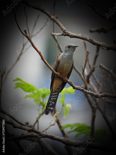 Least Concern animal, Brush Cuckoo, has greyish head, greyish brown upperparts, peachy-rufous throat and rest of underparts and yellowish eyering. photo