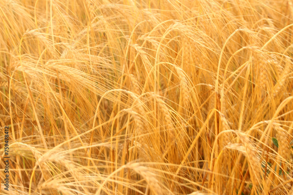 A fields of ready for harvest ripe barley or rye