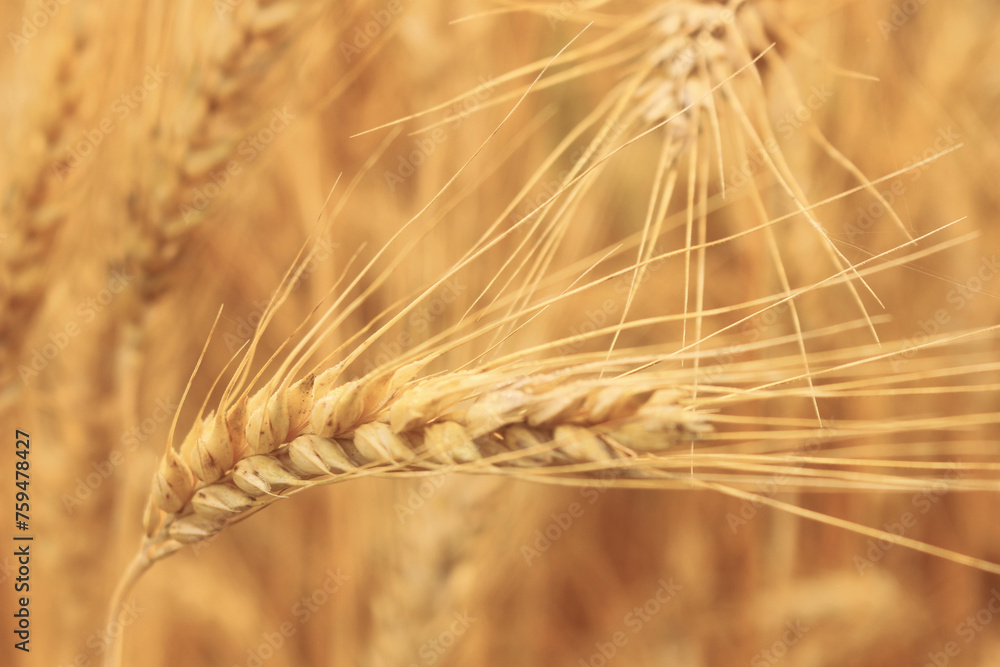 Close up on golden wheat field or rice barley farm Close up on golden wheat field or rice barley farm