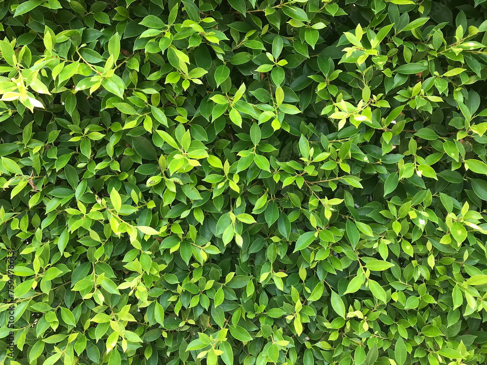 Obraz premium nature green leaf background