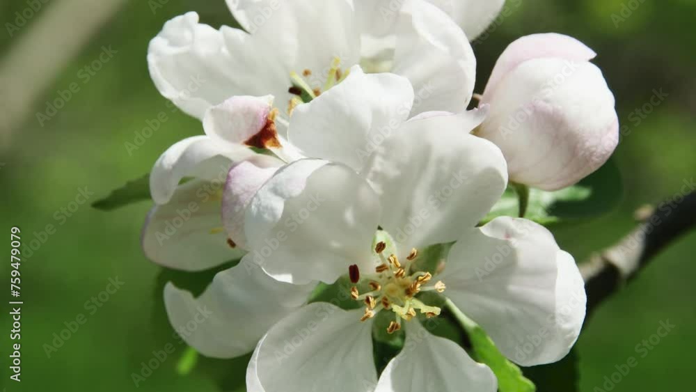 swinging branch with apple tree flower in the garden on a blurred background, front view swinging branch with apple tree flower in the garden on a blurred background, front view