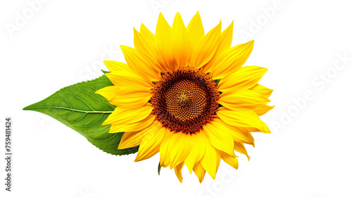 黄色いひまわりの花の背景切り抜き、夏イメージ素材
