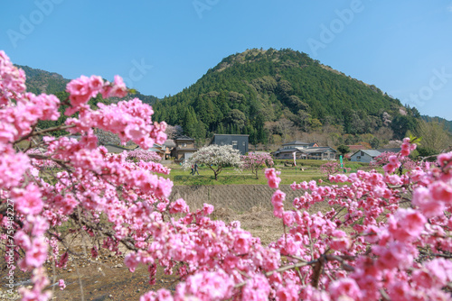 愛知県新城市　しだれ花桃の里
