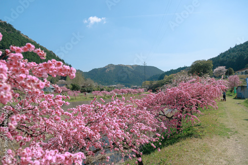 愛知県新城市　しだれ花桃の里