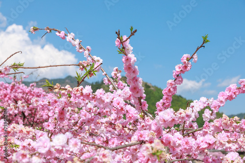 愛知県新城市　しだれ花桃の里