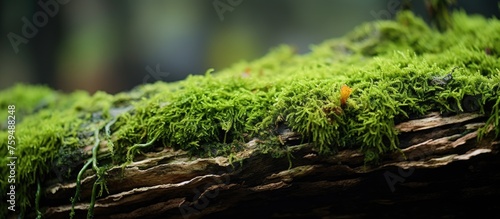 A closeup of terrestrial plant moss growing on a tree branch, blending beautifully with the natural landscape of wood and grass