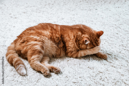 Ginger cat resting at home. Pet relaxing and feeling comfortable.