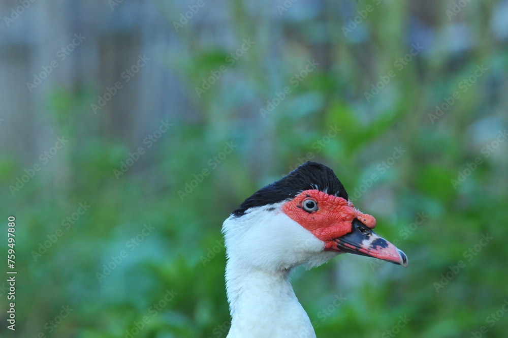 Muscovy duck head close up view with black and red color face Muscovy duck head close up view with black and red color face
