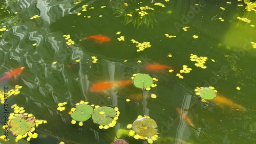 Green water is dirty Feeding fish, decorative carp, a pond in the yard of a private house is made of a frame pool photo