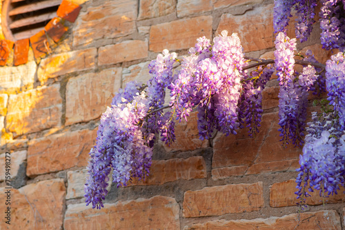 wisteria