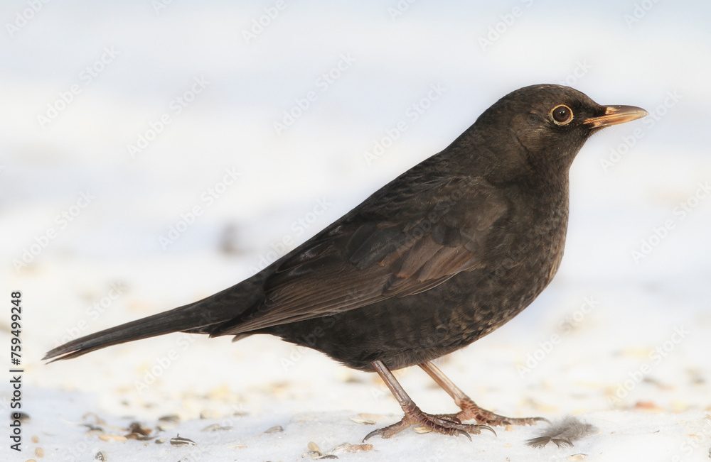 Obraz premium Bird, snow and nature with winter, ice and wildlife for ornithology and birdwatching. Blackbird, closeup and animal. with feather, wings and frost in habitat outdoor for food and europe fauna