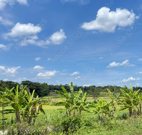 beautiful view of landscape and green view with blue sky and white cloud