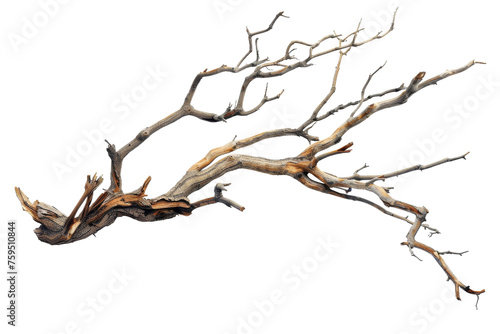 Dry Tree Branch on transparent background,