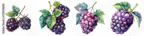 Set of four watercolor illustrations featuring various clusters of grapes with vibrant leaves, ideal for culinary themes, winery-related designs, or natural product backgrounds photo