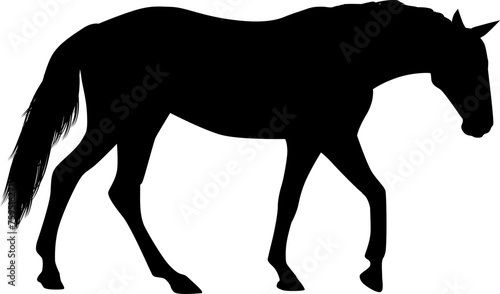  Horse Black Vector Silhouette