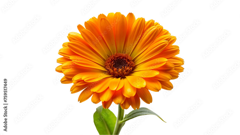 Calendula flower isolated on transparent background. Marigold flower. Calendula flower isolated on transparent background. Marigold flower.