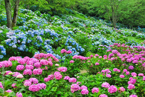 あじさい　埼玉　美の山公園