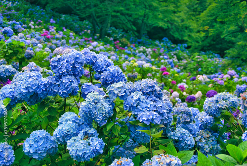 あじさい　埼玉　美の山公園