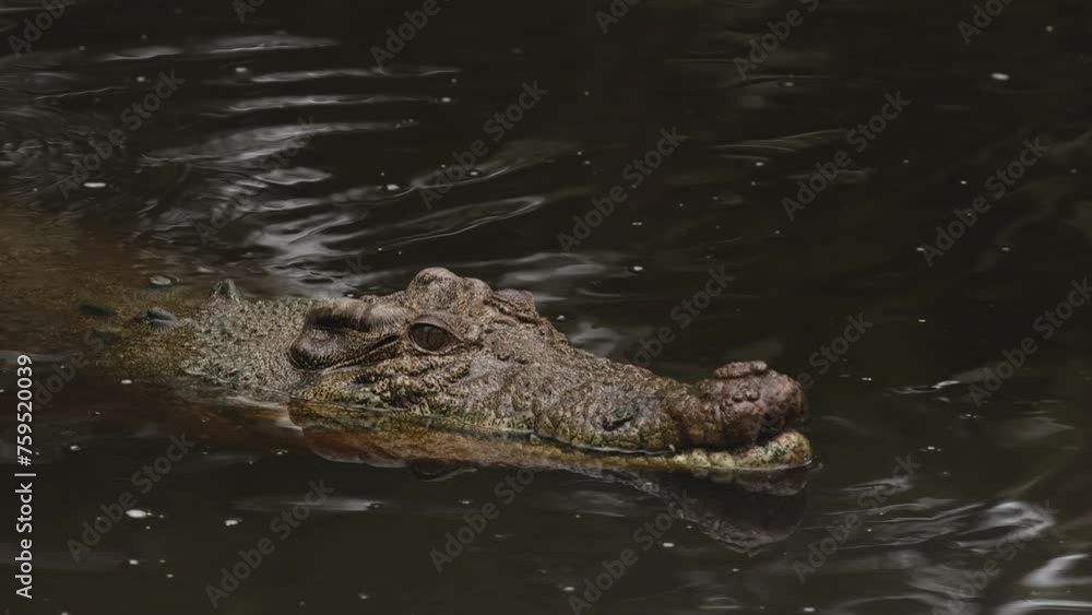 Crocodile Swimming in Murky Waters Crocodile Swimming in Murky Waters