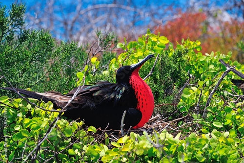 fregata bird with red chest