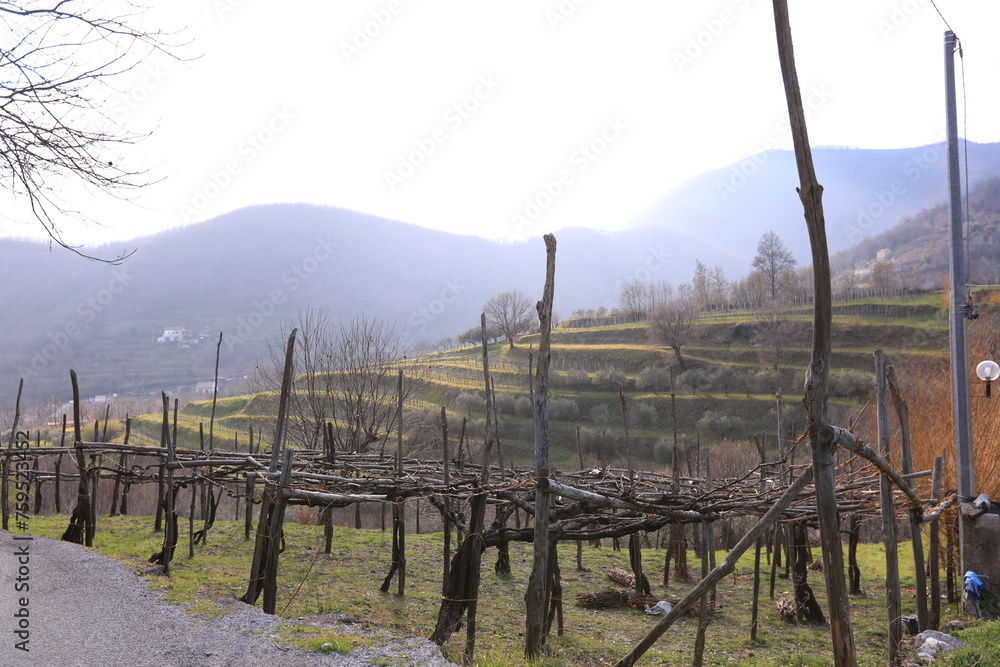 Obraz premium vineyard in autumn, tramonti italy