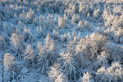 Top view of snow-covered larch trees. Aerial photography of the winter forest. The tops of the trees are illuminated at sunrise. Beautiful northern nature. Cold winter weather. Natural background.