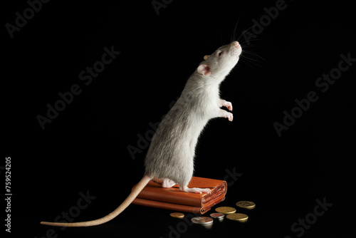 A gray rat stands on a wallet with coins. Mouse and money isolated on a black background. Greedy rodent steals coins