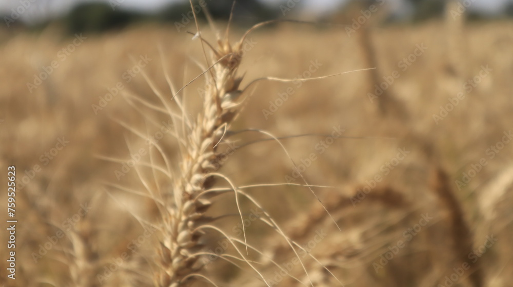 Obraz premium Landscape 