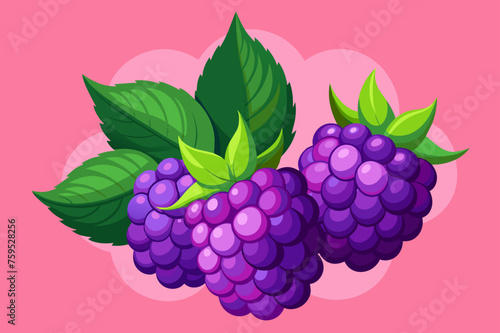 boysenberry fruit background photo