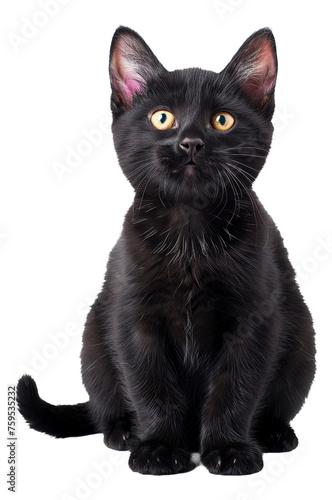 Black cat with striking yellow eyes on transparent background - stock png.